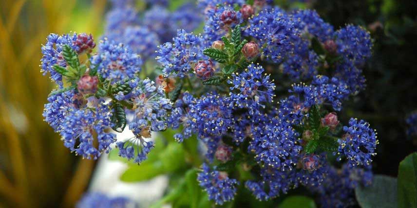Les fleurs bleues du Céanothe 'Puget Blue'