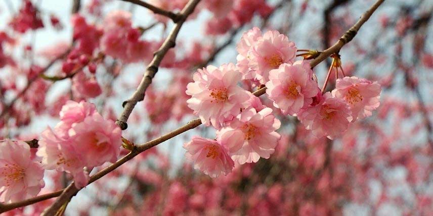 Les délicates fleurs roses d'un cerisier du Japon