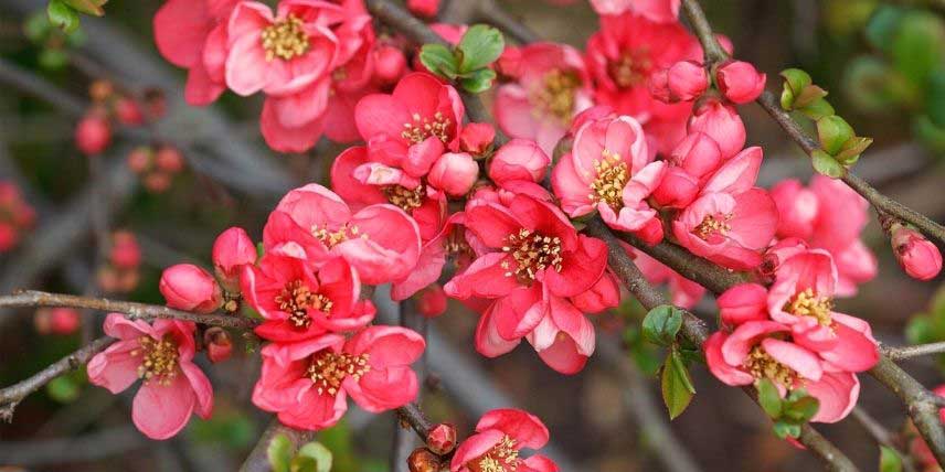 La floraison rouge rosée d'un Cognassier du Japon