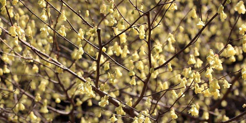 Le Noisetier du Japon porte de nombreuses fleurs jaune tendre sur ses rameaux nus