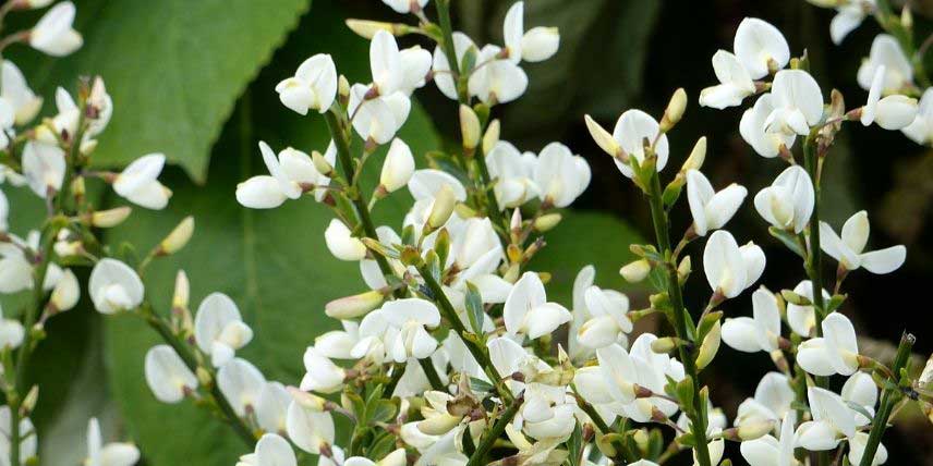 Les fleurs blanches et papilionacées du Genêt précoce 'Albus'