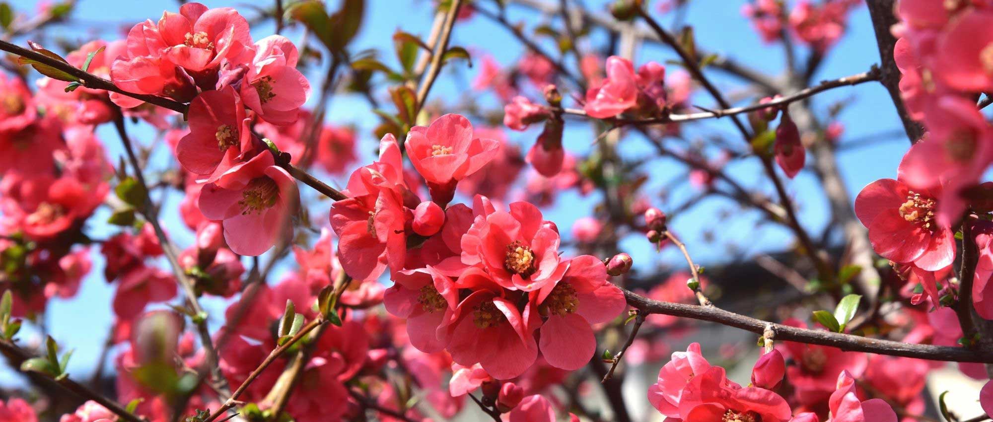 10 arbustes à floraison de début de printemps