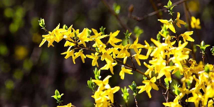 Les fleurs jaunes d'un Forsythia