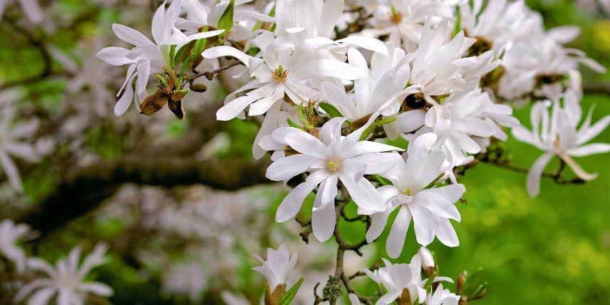 Les fleurs blanches et étoilées du Magnolia stellata