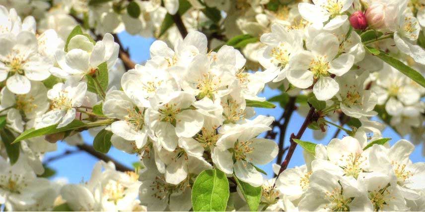 Les fleurs blanches du pommier d'ornement 'Evereste'