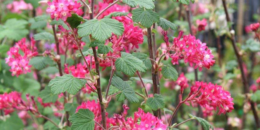 La floraison rose d'un Groseillier à fleurs