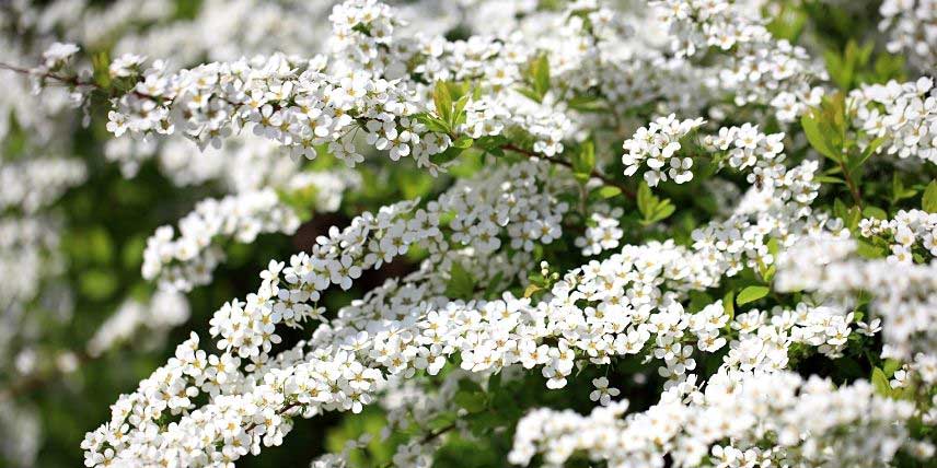 Les innombrables petites fleurs blanches de la Spirée de Thunberg