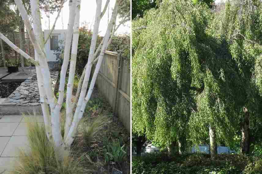 arbres pour petit jardin, arbres pour jardin urbain, bouleau fastigié