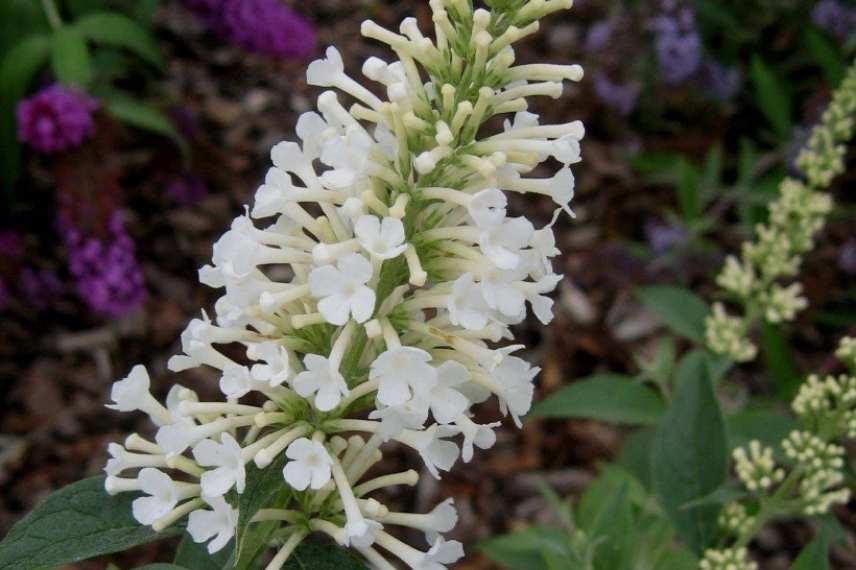 arbustes nains a cultiver en pot sur balcon ouest, Buddleia