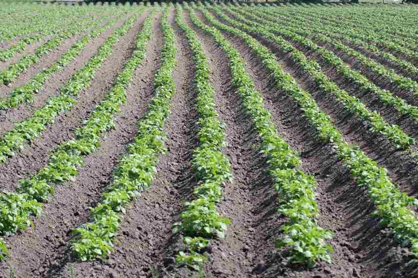 Butter legumes potager