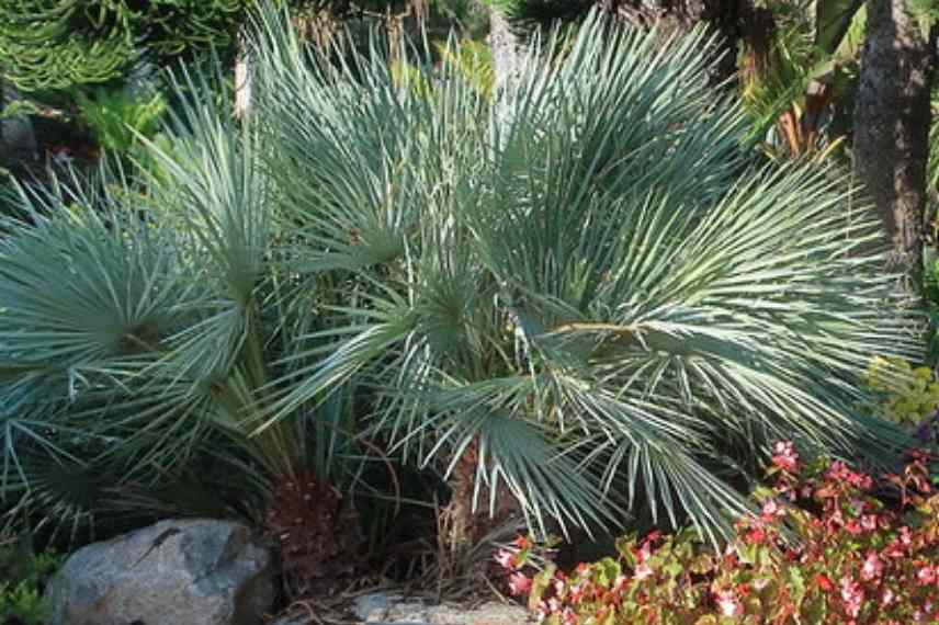 arbustes nains a cultiver en pot sur balcon ouest, palmier nain