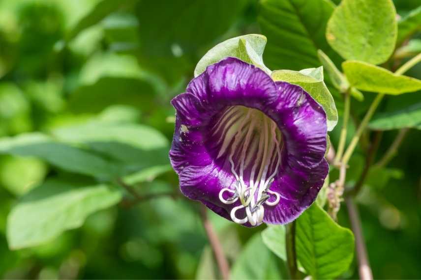 plantes grimpantes pour habiller un arbre