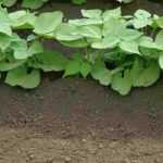 Quand et comment butter les légumes du potager ?