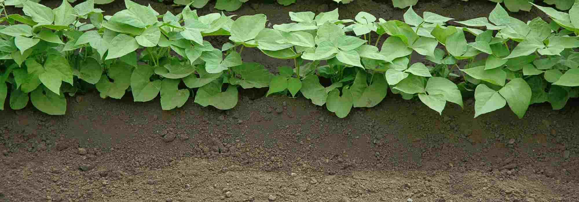 Quand et comment butter les légumes du potager ?