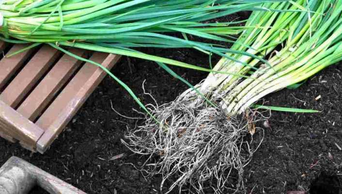 Comment repiquer des poireaux au potager ?