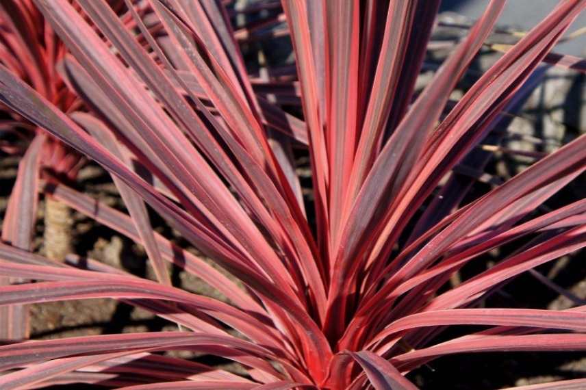 arbustes nains a cultiver en pot sur balcon ouest, exotique