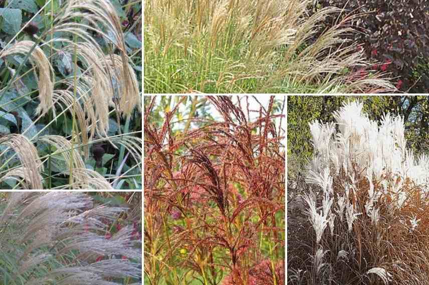 Herbe a elephant, eulalie choisir, choix Miscanthus