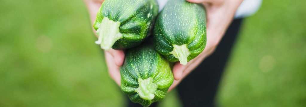 Cultiver des courgettes en pot