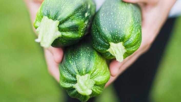 Cultiver des courgettes en pot