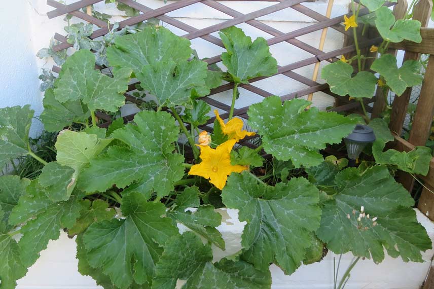 Comment cultiver des courgettes en pot ?