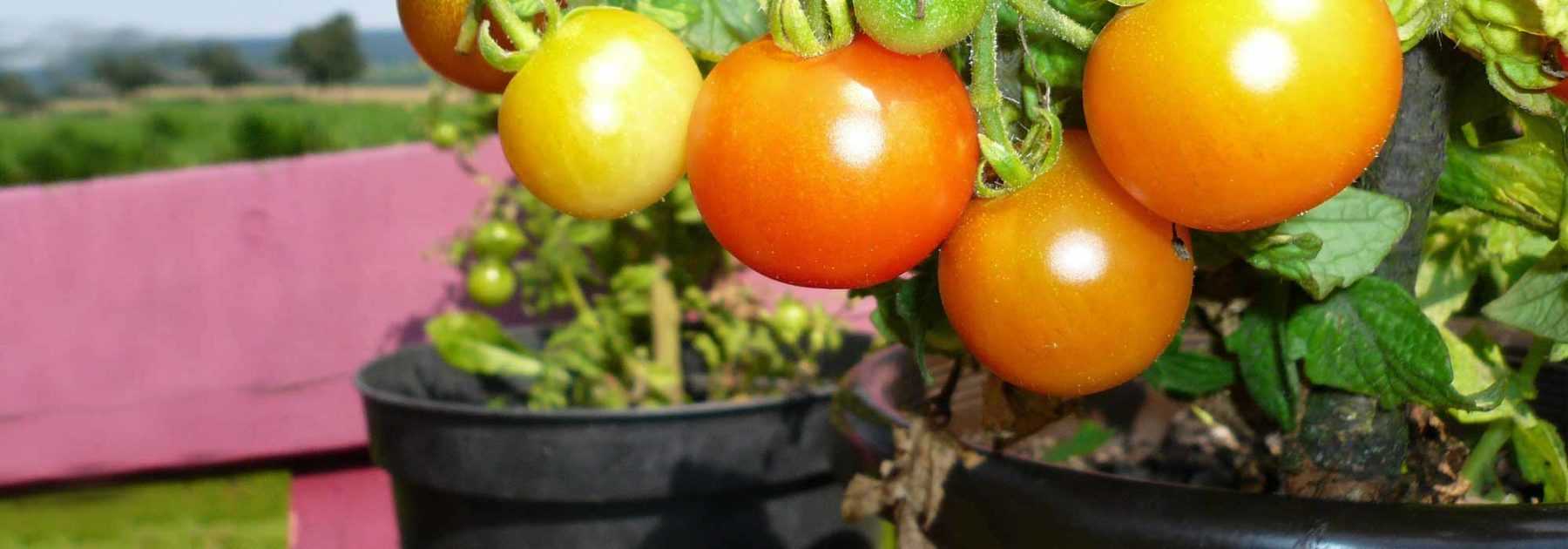 Un Pot En Plastique Est Utilisé Pour Faire Pousser Des Plants De Tomates