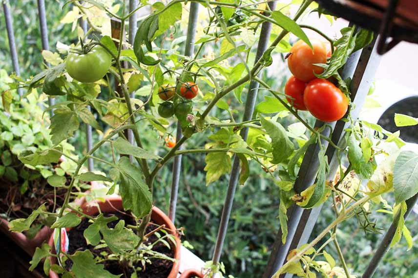 L’entretien de la tomate en pot