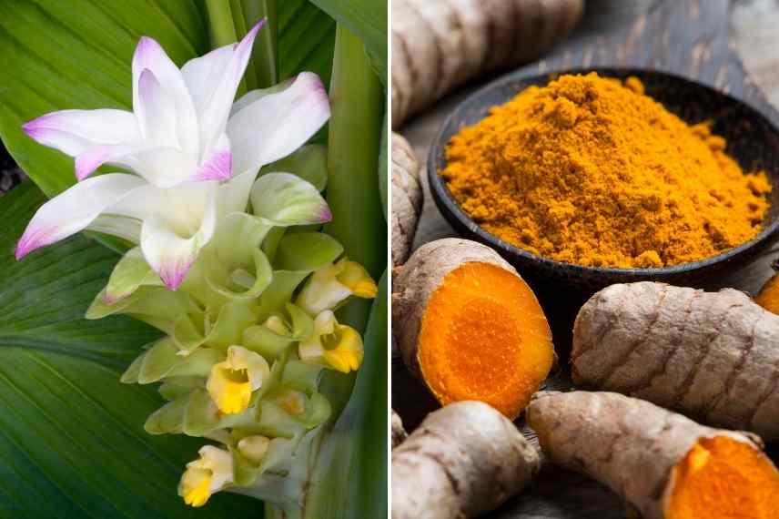 Plantes aromatique exotiques, Curcuma