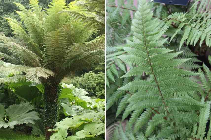 fougere arborescente, petit jardin