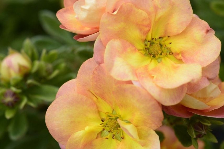 Potentilla fruticosa fleurs doubles