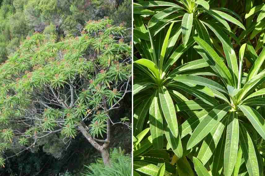 Attaches pour plantes grimpantes - Jardinet - Équipez votre jardin