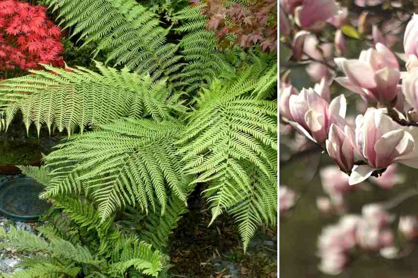 Amenager un petit jardin en ville, jardin de ville, jardin urbain