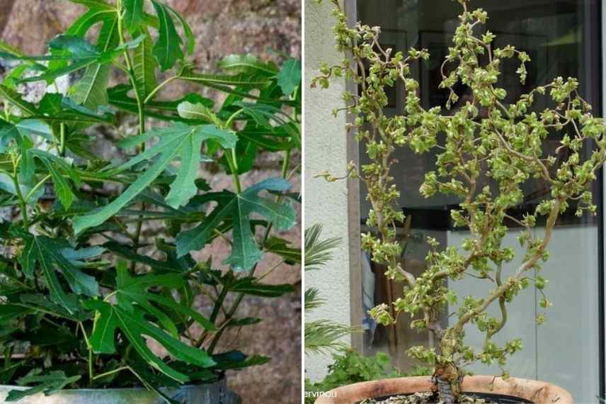 Récolter et conserver des noisettes - Jardinet - Équipez votre jardin au  meilleur prix