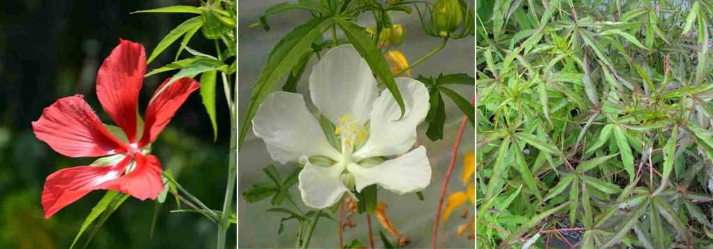 Hibiscus herbaces, Hibiscus palustris, Hibiscus des marais, Hibiscus coccineus, Hibiscus moscheutos