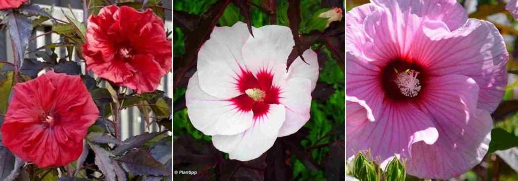 Hibiscus herbaces, Hibiscus palustris, Hibiscus des marais, Hibiscus coccineus, Hibiscus moscheutos