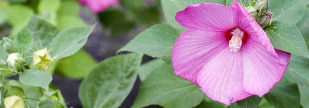 Hibiscus herbaces, Hibiscus palustris, Hibiscus des marais, Hibiscus coccineus, Hibiscus moscheutos