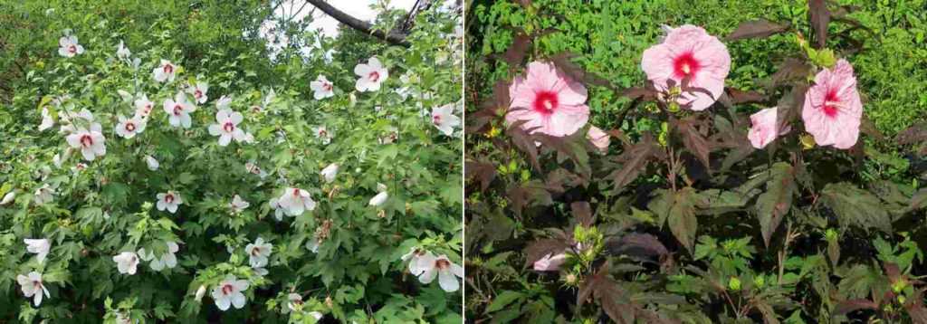 Hibiscus herbaces, Hibiscus palustris, Hibiscus des marais, Hibiscus coccineus, Hibiscus moscheutos