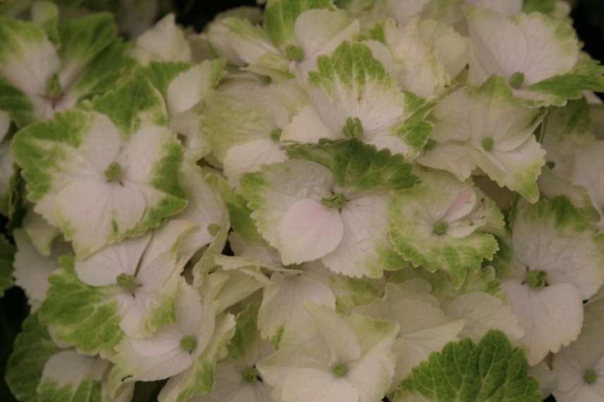 Arbustes nains pot exposition Est sur balcon, Hortensia nain Magical NoblesseM