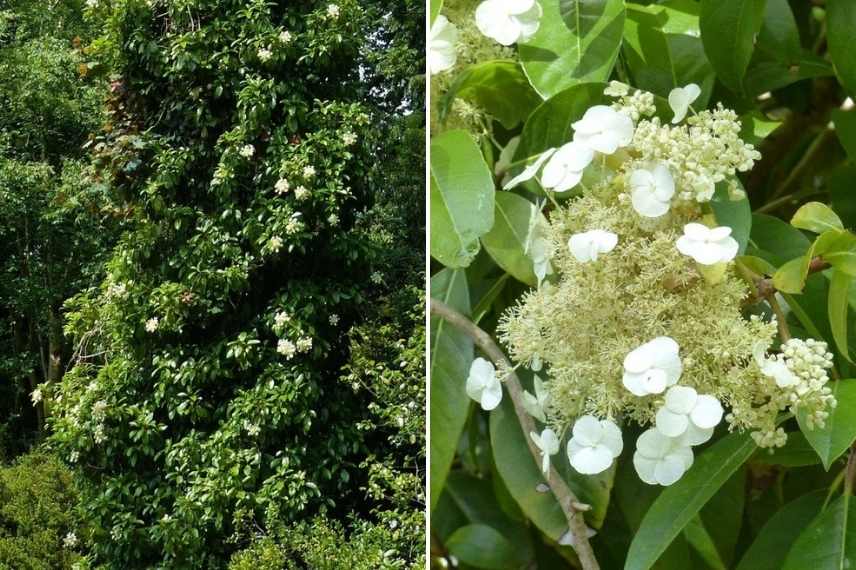 plantes grimpantes pour habiller un arbre