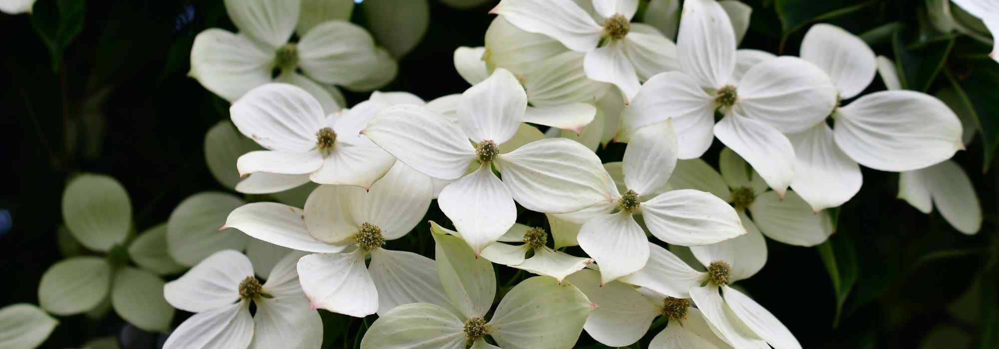 5 idées pour associer le cornouiller à fleurs