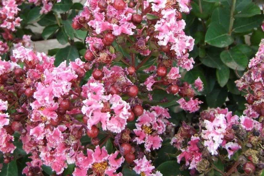 arbustes nains a cultiver en pot sur balcon ouest, lilas des Indes