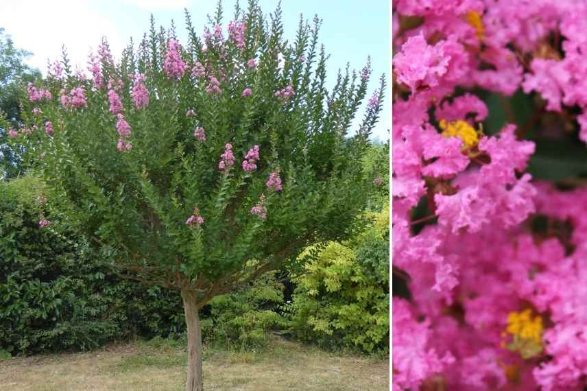 arbres ombrage petit jardin