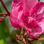 Comment cultiver un laurier rose en pot ?