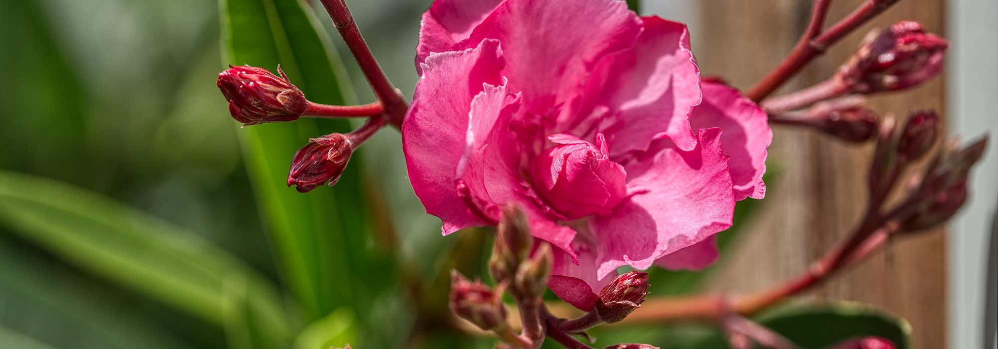 Comment cultiver un laurier rose en pot ?