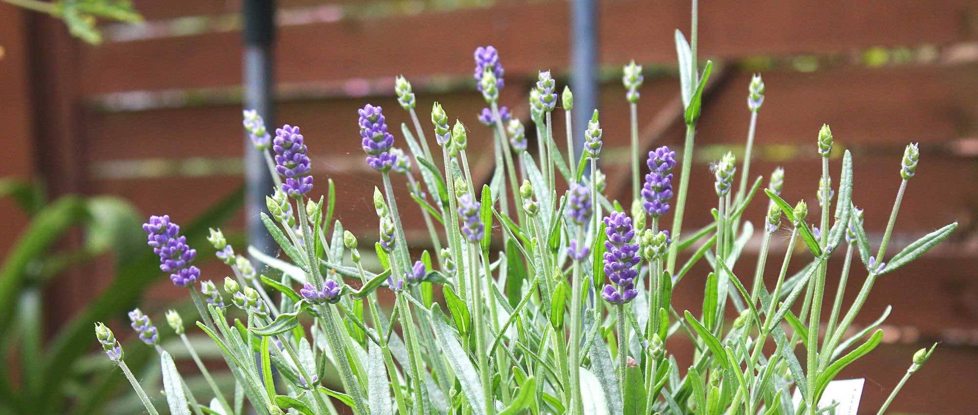 Lavande : plantation, entretien et taille - Jardiland