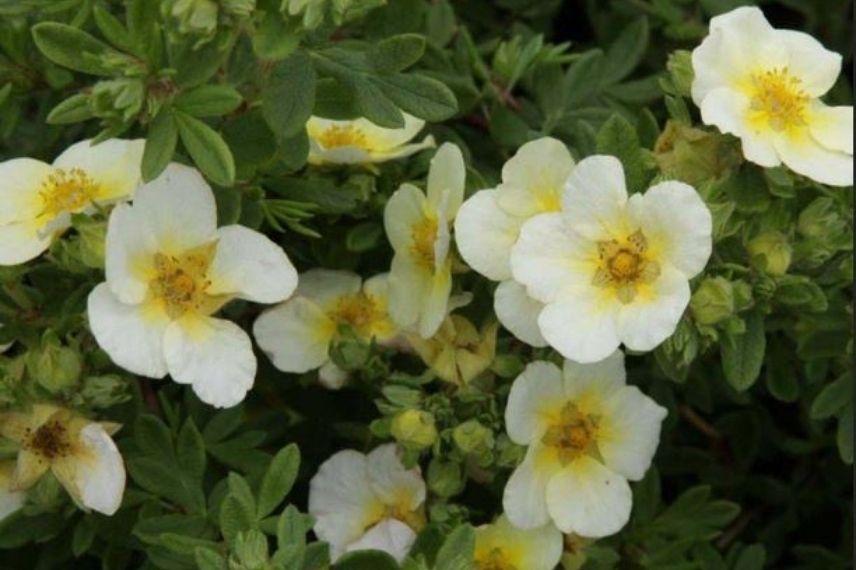 Potentilla fruticosa blanche