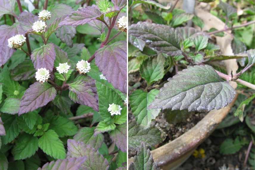 Plantes aromatique exotiques, Plante à sucre des aztèques