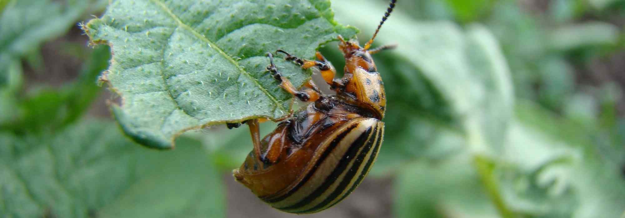 Le doryphore : Identification, dégâts et traitement naturel