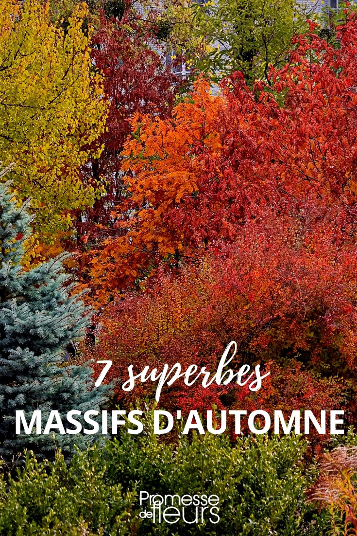 7 superbes massifs pour l'automne - Promesse de Fleurs
