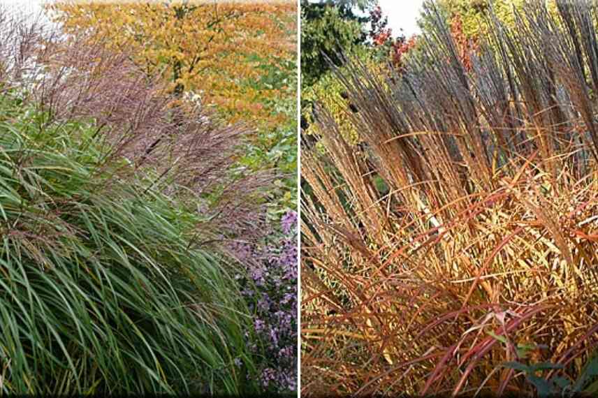 Miscanthus, eulalie, roseau de Chine, meilleures varietes, plus belles varietes, plus beaux