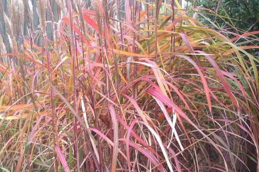 Miscanthus, eulalie, roseau de Chine, meilleures varietes, plus belles varietes, plus beaux